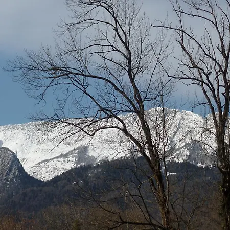 Les Cyclamens Doussard